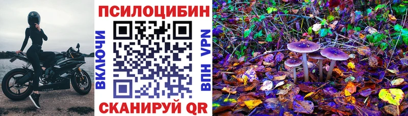 Псилоцибиновые грибы Psilocybe Торжок